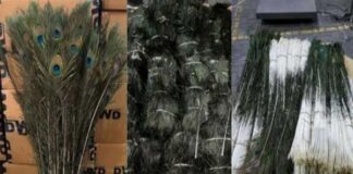 2 ಕೋಟಿ ಮೌಲ್ಯದ ನವಿಲು ಗರಿ ಮುಂಬೈನಿಂದ ಚೀನಾಕ್ಕೆ ಕಳ್ಳಸಾಗಣೆ….!!