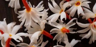 ಹಲವು ರೋಗಗಳಿಗೆ ಸಂಜೀವಿನಿ ಪಾರಿಜಾತ
