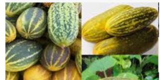 ಸೌತೆಕಾಯಿಯ ಆರೋಗ್ಯ ಪ್ರಯೋಜನ