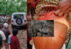 ಸುಳ್ಯ: ರಬ್ಬರ್ ಟ್ಯಾಪಿಂಗ್ಗೆ ತೆರಳಿದ್ದ ಮಹಿಳೆಯ ಮೇಲೆ ಕಾಡುಹಂದಿ ದಾಳಿ ..!