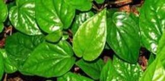 ವೀಳ್ಯದೆಲೆಯ ಉಪಯೋಗ
