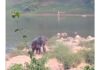 ಉಪ್ಪಿನಂಗಡಿ: ನೇತ್ರಾವತಿ ನದಿಯಲ್ಲಿ ವಿಹರಿಸಿದ ಕಾಡಾನೆ ..!