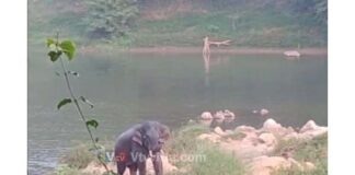 ಉಪ್ಪಿನಂಗಡಿ: ನೇತ್ರಾವತಿ ನದಿಯಲ್ಲಿ ವಿಹರಿಸಿದ ಕಾಡಾನೆ ..!