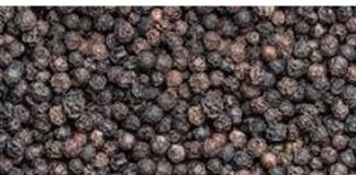 ಪುತ್ತೂರು : ದಾಸ್ತಾನಿರಿಸಿದ್ದ ಕರಿಮೆಣಸು ಕಳವು