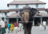 ಧರ್ಮಸ್ಥಳ: ಶ್ರೀಕ್ಷೇತ್ರ ಧರ್ಮಸ್ಥಳದ ಲತಾ ಆನೆ ಹೃದಯಾಘಾತದಿಂದ ಸಾವು