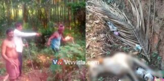 ಬೆಳ್ತಂಗಡಿ : 10ಕ್ಕೂ ಅಧಿಕ ನಾಯಿಗಳಿಗೆ ವಿಷ ಹಾಕಿ ಹತ್ಯೆಗೈದ ಕಿಡಿಗೇಡಿಗಳು