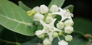 ಬಿಳಿ ಎಕ್ಕ ಗಿಡದ ಪ್ರಯೋಜನ
