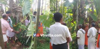 ವಿಟ್ಲ: ಮಾಮೇಶ್ವರ ಶ್ರೀ ಉಮಾಮಹೇಶ್ವರ ದೇವಸ್ಥಾನದಲ್ಲಿ ಗೊನೆಮುಹೂರ್ತ ಕಾರ್ಯಕ್ರಮ