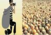 ಬೆಳ್ತಂಗಡಿ: ಸುಲಿಯದ 25 ಗೋಣಿ ಚೀಲ ಅಡಿಕೆ ಕಳವು..!