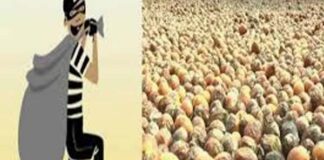 ಬೆಳ್ತಂಗಡಿ: ಸುಲಿಯದ 25 ಗೋಣಿ ಚೀಲ ಅಡಿಕೆ ಕಳವು..!