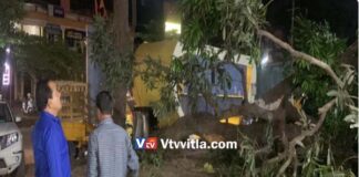 ಪುತ್ತೂರು: ಧರೆಗುರುಳಿದ ಬೃಹತ್ ಮಾವಿನ ಮರ : ಕೆಲವು ವಾಹನಗಳು ಜಖಂ