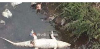 ಕಡಬ : ಮೊಸಳೆ ಹೊಟ್ಟೆಯಲ್ಲಿ 1 ಕೆ.ಜಿ. ಪ್ಲಾಸ್ಟಿಕ್ ಪತ್ತೆ