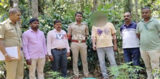 ಕಾಫಿ ತೋಟದೊಳಗೆ ಗಾಂಜಾ ಬೆಳೆ : ಓರ್ವ ವ್ಯಕ್ತಿಯ ಬಂಧನ