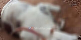 ನೆಲ್ಯಾಡಿ: ರಸ್ತೆ ಬದಿಯಲ್ಲಿ ಕಾಲು ಹಾಗೂ ಕುತ್ತಿಗೆಗೆ ಹಗ್ಗ ಬಿಗಿದ ಸ್ಥಿತಿಯಲ್ಲಿ ಹೋರಿಯ ಮೃತದೇಹ ಪತ್ತೆ