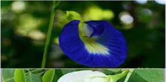 ಹಲವು ಸಮಸ್ಯೆಗಳಿಗೆ ರಾಮಬಾಣ ಶಂಖಪುಷ್ಪ