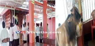 ಪುತ್ತೂರು : ನಾಪತ್ತೆಯಾಗಿರುವ ಹೋರಿಗಳ ಪತ್ತೆಗೆ ದೈವದ ಮೊರೆ ಹೋದ ಬಜರಂಗದಳದ ಕಾರ್ಯಕರ್ತರು