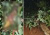 ಸುಬ್ರಹ್ಮಣ್ಯ: ಗಾಳಿ ಮಳೆಗೆ ಕರುವನ್ನು ರಕ್ಷಿಸಲು ಹೋದ ಮಹಿಳೆ, ಮರ ಉರುಳಿ ಬಿದ್ದು ಸಾವು