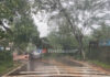 ಕಲ್ಲಡ್ಕ: ರಸ್ತೆಗೆ ಅಡ್ಡಲಾಗಿ ಬಿದ್ದ ಮರ; ಸಂಚಾರ ಸ್ಥಗಿತ..!