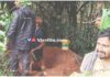 ಸೌತಡ್ಕ: ಸತ್ತ ಕರುವನ್ನು ಮೋರಿಗೆ ಎಸೆದ ಕಿಡಿಗೇಡಿಗಳು: ಹಿಂ.ಜಾ. ವೇದಿಕೆ , ಶಿವಾಜಿ ಗ್ರೂಪ್ ಆಫ್ ಬಾಯ್ಸ್ ಸದಸ್ಯರಿಂದ ಅಂತ್ಯಸಂಸ್ಕಾರ