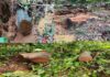 ಕರೋಪಾಡಿ : ವಿದ್ಯುತ್ ತಂತಿಗೆ ತಾಗುವ ನೆಪದಲ್ಲಿ ತೆರವುಗೊಳಿಸಿದ ಮರಗಳ ಅಕ್ರಮ ಸಾಗಾಟ ಮಾಡಿದ ಅರಣ್ಯಾಧಿಕಾರಿ :