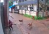 ಉಡುಪಿ: ಶಾಲಾ ವಿದ್ಯಾರ್ಥಿನಿಯ ಮೇಲೆ ಬೀದಿ ನಾಯಿಗಳ ದಾಳಿ : ದೃಶ್ಯ ಸಿಸಿ ಟಿವಿಯಲ್ಲಿ ಸೆರೆ