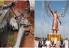 ಮಹಾರಾಷ್ಟ್ರದಲ್ಲಿ 35 ಅಡಿ ಎತ್ತರದ ಛತ್ರಪತಿ ಶಿವಾಜಿ ಪ್ರತಿಮೆ ಕುಸಿತ