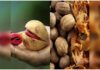 ಜಾಯಿಕಾಯಿಯ ಉಪಯೋಗಗಳು
