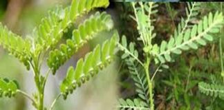 ನೆಲ ನೆಲ್ಲಿಯ ಆರೋಗ್ಯ ಪ್ರಯೋಜನ