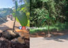 ವಿಟ್ಲ; ಉಕ್ಕುಡ- ಅಪ್ಪೇರಿಪಾದೆ ರಸ್ತೆಯಲ್ಲಿ ವಾಹನ ಸವಾರರ ಪಾಲಿಗೆ ಮೃತ್ಯಕೂಪದಂತೆ ಬಾಯ್ತೆರೆದು ನಿಂತ ಗುಂಡಿಗಳು: ರಸ್ತೆಯ ಹೊಂಡದಲ್ಲಿ ಬಾಳೆಗಿಡ ನೆಟ್ಟು ಪ್ರತಿಭಟಿಸಿದ ಸಾರ್ವಜನಿಕರು