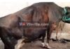 ಪುತ್ತೂರು: ಗೋ ಮಾತೆಯ ಕೆಚ್ಚಲನ್ನು ಕೊಯ್ದ ಪ್ರಕರಣ; ಗೋಮಾತೆಯ ರೋದನಕ್ಕೆ ನ್ಯಾಯ ದೊರೆಯಲು ಪುತ್ತೂರು ಭಾರತೀಯ ಜನತಾ ಪಾರ್ಟಿದಿಂದ ಆಗ್ರಹ