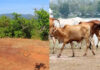 ಹೊನ್ನಾವರ: ಗೋಮಾಂಸ ಕದ್ದೊಯ್ದ ಪ್ರಕರಣಕ್ಕೆ ತಿರುವು; ವರ್ಷದಲ್ಲಿ 100 ಹಸುಗಳ ಕದ್ದು ಮಾರಾಟ ಮಾಡಿದ ಶಂಕೆ..!