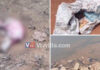 ಭಟ್ಕಳ: ಗರ್ಭಧರಿಸಿದ್ದ ಗೋವಿನ ಹತ್ಯೆಗೈದು ಕರುವನ್ನು ನದಿಗೆ ಎಸೆದ ಗೋಕಳ್ಳರು..!