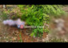 ಪೆರ್ಲಂಪಾಡಿ: ಕಾಡಾನೆ ದಾಳಿಗೆ ಮಹಿಳೆ ಬಲಿ..!