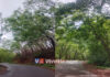 ಕರೋಪಾಡಿ: ಮಿತ್ತನಡ್ಕ ನೆಲ್ಲಿಕಟ್ಟೆ ರಸ್ತೆಯುದ್ದಕ್ಕೂ ಯಮ ಸ್ವರೂಪಿಯಂತೆ ರಸ್ತೆಗೆ ವಾಲಿ ನಿಂತ ಮರಗಳು..!