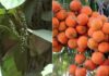 ಮಂಗಳೂರು:ತೋಟಗಾರಿಕಾ ಬೆಳೆಗಳಿಗೆ ವಿಮೆ ಮಾಡಿಸಲು ಇನ್ನೆರಡೇ ದಿನ ಬಾಕಿ