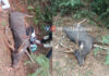 ಕುಂದಾಪುರ: ಕಡವೆ ಹಾರಿ ಬೈಕ್ ಪಲ್ಟಿ; ಸವಾರ ಮೃತ್ಯು