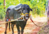 ಮಂಗಳೂರು: ಕಂಬಳ ಕರೆಯ ಅಡ್ಡಹಲಗೆ ವಿಭಾಗದ ಚಾಂಪಿಯನ್ “ಬೋಳಾರ ಕುಟ್ಟಿ’ ಕೋಣ ನಿಧನ