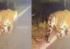 ಮಡಿಕೇರಿ: ಗೋಣಿಕೊಪ್ಪ ಭಾಗದಲ್ಲಿ ಹುಲಿ ಸಂಚಾರ – ಗ್ರಾಮಸ್ಥರಲ್ಲಿ ಆತಂಕ