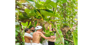 ಕಡಂಬು ಶ್ರೀ ಕಲ್ಲುರ್ಟಿ ಕಲ್ಕುಡ ಕೊಡಮಣಿತ್ತಾಯ ದೈವಸ್ಥಾನದ ಕಾಲಾವಧಿ ಒಲಸರಿ ಜಾತ್ರೆ – ಗೊನೆ ಮುಹೂರ್ತ