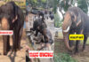 ದುಬಾರೆಯಲ್ಲಿ ಕಾದಾಟದಿಂದ ತೀವ್ರವಾಗಿ ಗಾಯಗೊಂಡಿದ್ದ ಆನೆ ಸಾವು..!