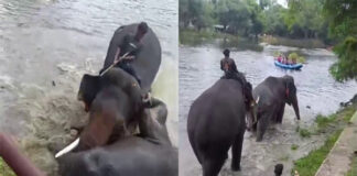 ಮಡಿಕೇರಿ: ಸಾಕಾನೆಗಳ ಕಾದಾಟಕ್ಕೆ ಪ್ರವಾಸಿ ಮಹಿಳೆ ಬಲಿ