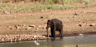 ಚಾಮರಾಜನಗರ: ನೀರು ಕುಡಿಯಲು ಬಂದು ಗಾಯಗೊಂಡಿದ್ದ ಕಾಡಾನೆ ಸಾವು