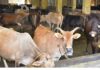 ಗೋಶಾಲೆ ದೇಣಿಗೆ ವಿವಾದ: ಶಶಿಧರ್ ಭಟ್ರನ್ನು ಟ್ರಸ್ಟ್ನಿಂದ ಕೈಬಿಟ್ಟ ಪೇಜಾವರ ಮಠ