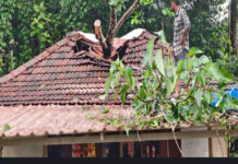 ಬೋಳಂತೂರು :ಭಾರಿ ಮಳೆ ಹಿನ್ನೆಲೆ-ಮರ ಬಿದ್ದು ಅಂಗಡಿಗೆ ಹಾನಿ