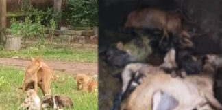 ಉಡುಪಿ : ಕೊಟ್ಟಿಗೆಗೆ ನುಗ್ಗಿ 5 ಮೇಕೆಗಳನ್ನು ಕಚ್ಚಿ ಕೊಂದ ಬೀದಿ ನಾಯಿಗಳ ಗುಂಪು..!