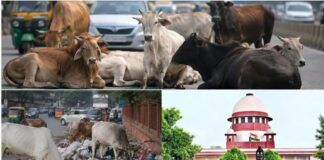 ಜಾನುವಾರುಗಳನ್ನು ಬೀದಿಗೆ ಬಿಟ್ಟು, ಆಹಾರಕ್ಕೆ ಬಳಸಿದರೆ ಆಕ್ರೋಶ: ಸಮಾಜದ ದ್ವಂದ್ವ ಧೋರಣೆಗೆ ಸುಪ್ರೀಂ ಕೋರ್ಟ್ ತರಾಟೆ