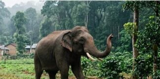 ಕಾಡಾನೆ ದಾಳಿ; ಮಹಿಳೆಗೆ ಗಂಭೀರ ಗಾಯ