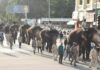 ದಸರಾ ಗಜಪಡೆಗಳ ತೂಕ ಪರೀಕ್ಷೆ: ಶ್ರೀಕಂಠ ಅತೀ ಹೆಚ್ಚು ತೂಕ ಹೊಂದಿದ ಆನೆ
