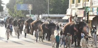 ದಸರಾ ಗಜಪಡೆಗಳ ತೂಕ ಪರೀಕ್ಷೆ: ಶ್ರೀಕಂಠ ಅತೀ ಹೆಚ್ಚು ತೂಕ ಹೊಂದಿದ ಆನೆ