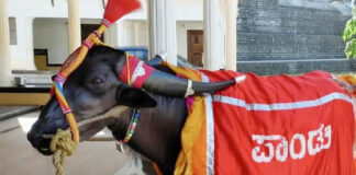 ಕಂಬಳ ಕ್ಷೇತ್ರದ ಹೀರೋ ನಂದಳಿಕೆ ಪಾಂಡು ಕೋಣ ವಿಧಿವಶ